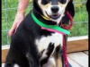2 yr female blk tan mix