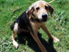 4month beagle mix