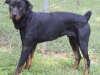 rott2